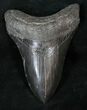 Beautiful Black Megalodon Tooth #14174-1
